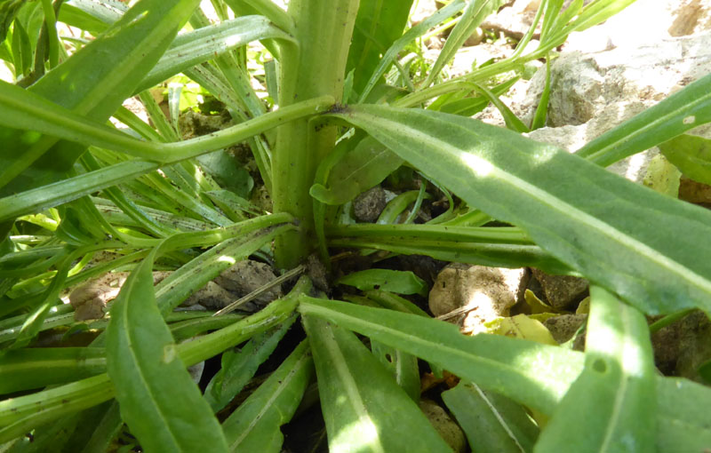 Reseda luteola - Resedaceae